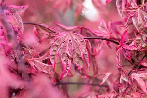 Acer palmatum 'Pink Passion' - 125-150 CM C20 - image 2