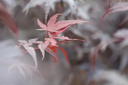 Acer palmatum 'Pixie' - 25-30 CM C2 - image 1