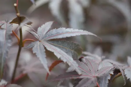 Acer palmatum 'Pixie' - 25-30 CM C2 - image 2