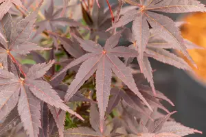 Acer palmatum 'Pixie' - 25-30 CM C2 - image 4