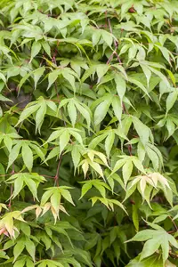 Acer palmatum 'Red Dragon' - 90 CM STEM C18 - image 4