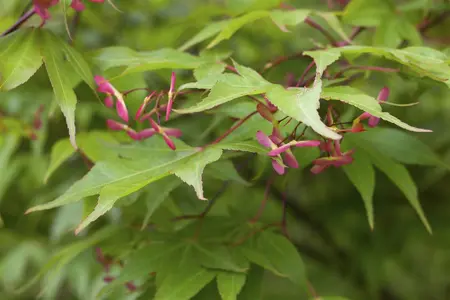 Acer palmatum 'Red Dragon' - 90 CM STEM C18 - image 5