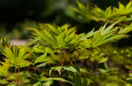 Acer palmatum 'Red Dragon' - 90 CM STEM C18 - image 3