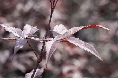 Acer palmatum 'Red Emperor' - P8 - image 2