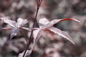 Acer palmatum 'Red Emperor' - P8 - image 2