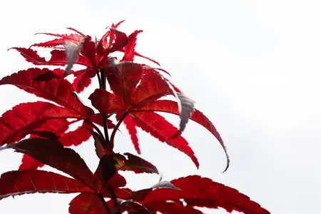 Acer palmatum 'Red Emperor' - P8 - image 3