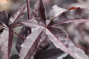 Acer palmatum 'Red Emperor'