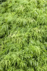 Acer palmatum 'Russet Lace Leaf'