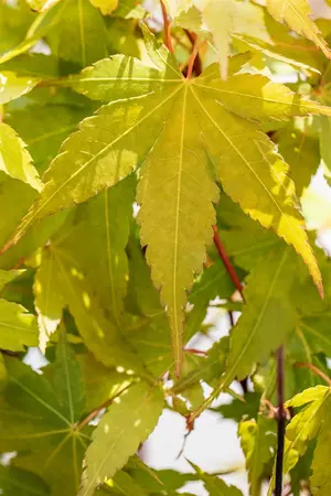 Acer palmatum 'Sangokaku' - 30-40 CM C5 - image 2