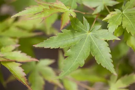 Acer palmatum 'Sangokaku' - 30-40 CM C5 - image 1