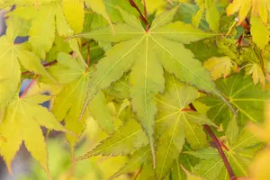 Acer palmatum 'Sangokaku' - 30-40 CM C5 - image 3