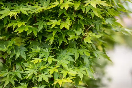 Acer palmatum 'Sangokaku' - 30-40 CM C5 - image 4