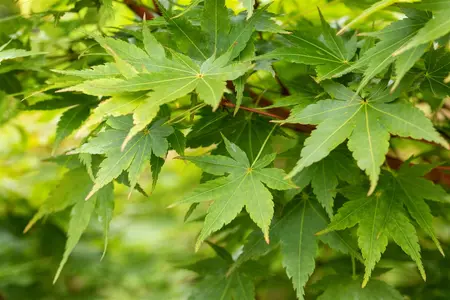 Acer palmatum 'Sangokaku' - 30-40 CM C5 - image 5