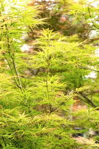 Acer palmatum 'Scolopendrifolium' - 150-175 CM C35 - image 3