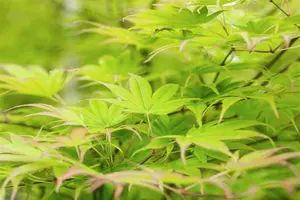 Acer palmatum 'Scolopendrifolium'