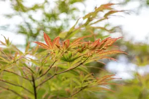 Acer palmatum 'Scolopendrifolium' - 150-175 CM C35 - image 2