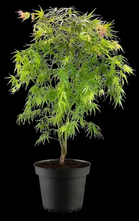 Acer palmatum 'Scolopendrifolium' - 150-175 CM C35 - image 5