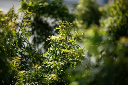 Acer palmatum 'Sharp's Pygmy' - 60-80 CM C35 - image 2