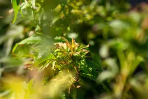 Acer palmatum 'Sharp's Pygmy' - 60-80 CM C35 - image 3