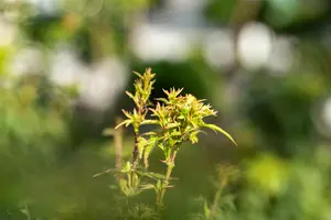 Acer palmatum 'Sharp's Pygmy' - 60-80 CM C35 - image 4