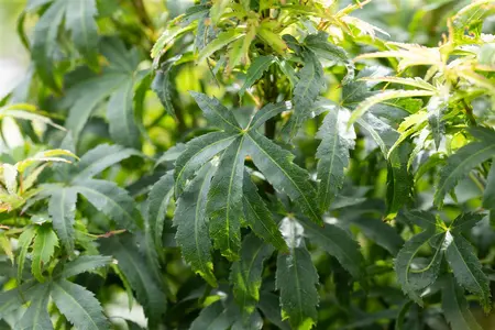 Acer palmatum 'Sharp's Pygmy' - 60-80 CM C35 - image 5