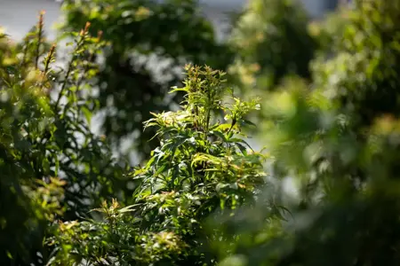 Acer palmatum 'Sharp's Pygmy' - 100-125 CM C50 - image 2