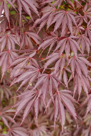 Acer palmatum 'Sherwood Flame' - 40-50 CM C7.5