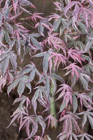 Acer palmatum 'Shirazz'® - 25-30 CM C2 - image 1