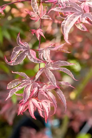 Acer palmatum 'Shirazz'® - 25-30 CM C2 - image 4