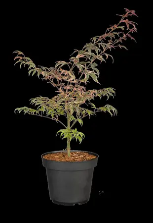 Acer palmatum 'Shirazz'® - 25-30 CM C2 - image 5