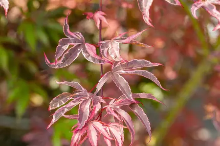 Acer palmatum 'Shirazz'® - 25-30 CM C2 - image 3