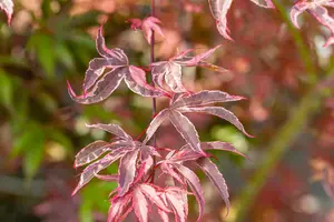 Acer palmatum 'Shirazz'® - 25-30 CM C2 - image 3