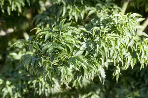 Acer palmatum 'Shishigashira'