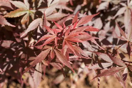 Acer palmatum 'Skeeters Broom' - P8 - image 2