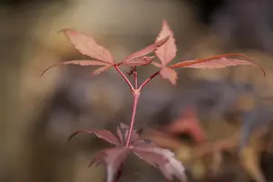 Acer palmatum 'Skeeters Broom' - P8 - image 5