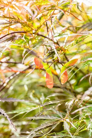 Acer palmatum 'Stella Rossa' - 30-40 CM RB - image 3