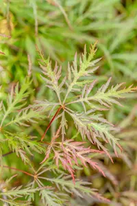 Acer palmatum 'Stella Rossa' - 30-40 CM RB - image 4