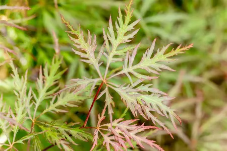 Acer palmatum 'Stella Rossa' - 30-40 CM RB - image 1