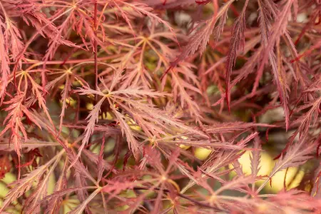 Acer palmatum 'Stella Rossa' - 30-40 CM RB - image 5