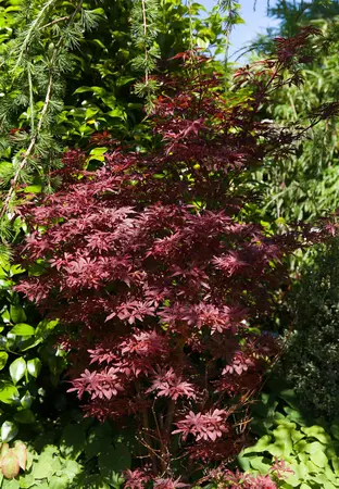 Acer palmatum 'Sumi-nagashi' - P8 - image 3