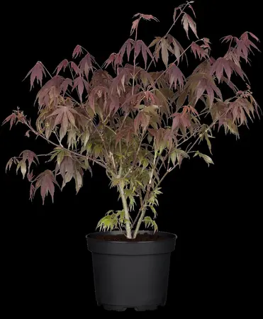 Acer palmatum 'Sumi-nagashi' - P8 - image 1