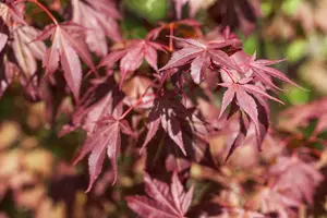 Acer palmatum 'Sumi-nagashi' - P8 - image 2