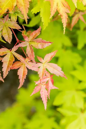 Acer palmatum 'Summer Gold' - 3 Ltr pot - image 4