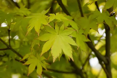 Acer palmatum 'Summer Gold' - 3 Ltr pot - image 1