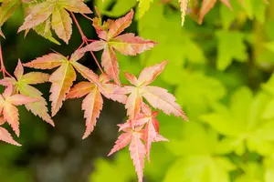 Acer palmatum 'Summer Gold' - 3 Ltr pot - image 3