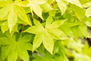 Acer palmatum 'Summer Gold' - 3 Ltr pot - image 5