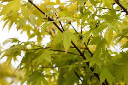 Acer palmatum 'Summer Gold' - 3 Ltr pot - image 2