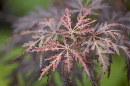 Acer palmatum 'Tamukeyama' - 40-50 CM C5 - image 1