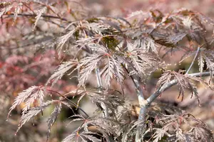 Acer palmatum 'Tamukeyama' - 40-50 CM C5 - image 3