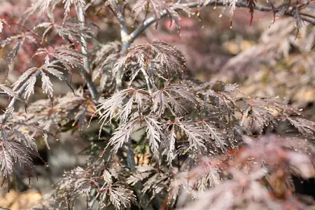 Acer palmatum 'Tamukeyama' - 40-50 CM C5 - image 4